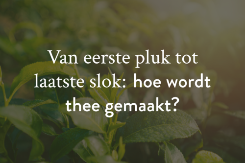 Van eerste pluk tot laatste slok: hoe wordt thee gemaakt?