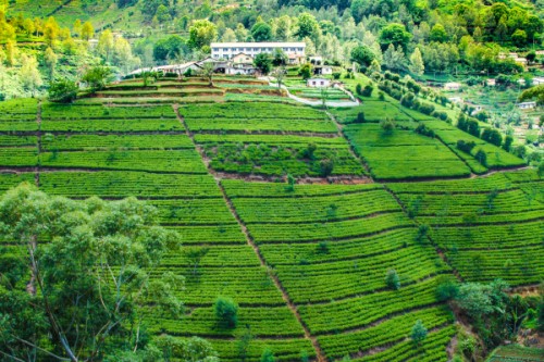 Groei, oogst en de invloed van grond op thee