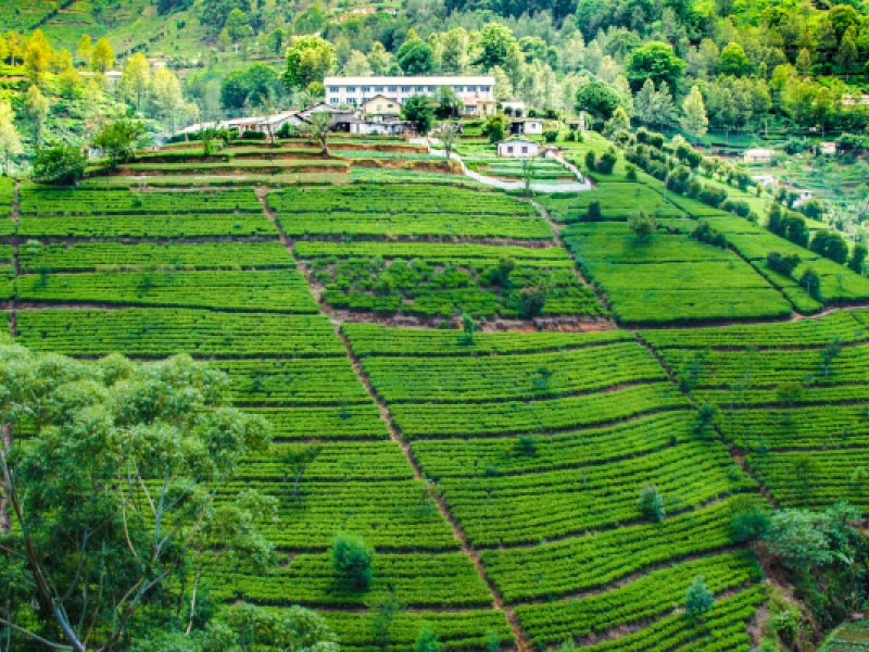 Groei, oogst en de invloed van grond op thee