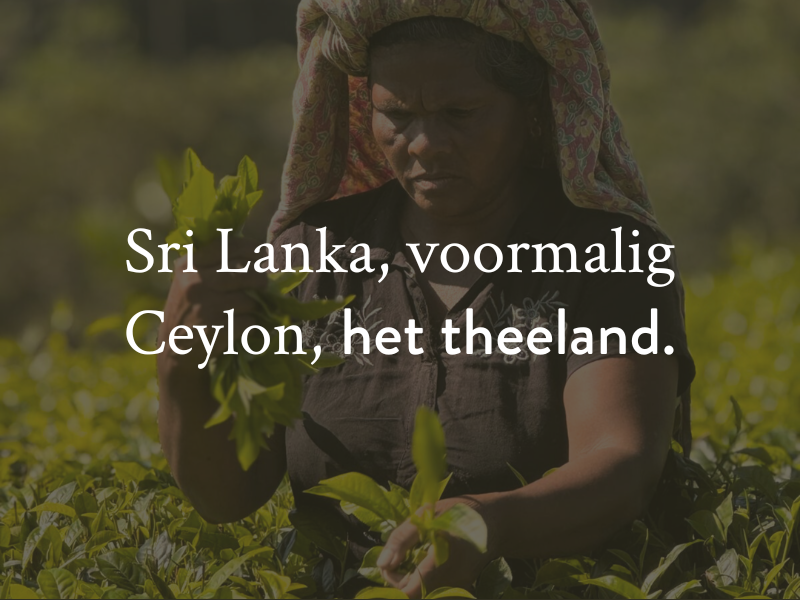 Waar komt onze thee vandaan?