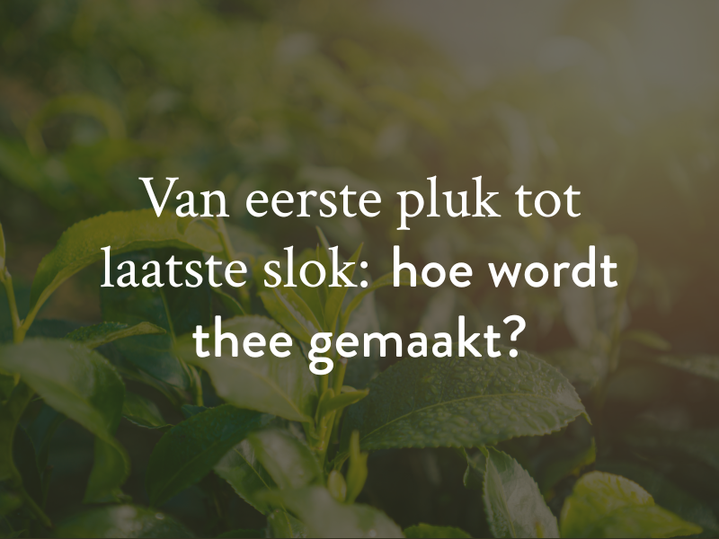 Van eerste pluk tot laatste slok: hoe wordt thee gemaakt?